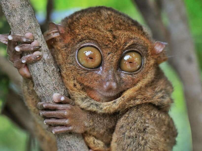 Bohol: Guided Chocolate Hills & Tarsiers Tour - The Loboc River cruise adds lunch, music, and a slower pace
