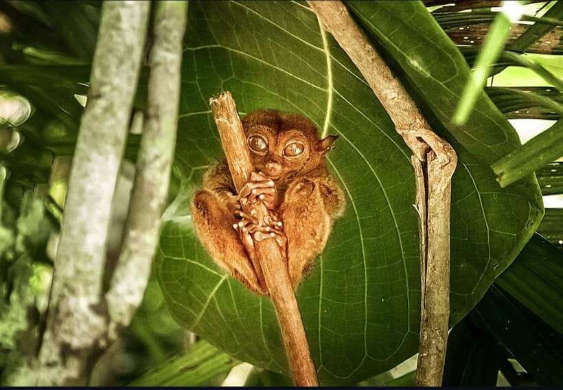 Bohol: Guided Chocolate Hills & Tarsiers Tour - Transport is comfortable, but space depends on the group