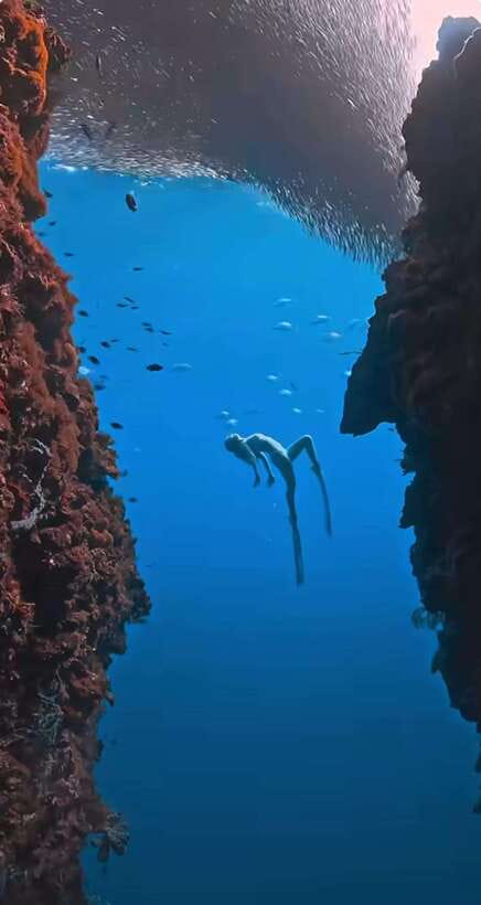 Bohol: Guided Sardine Reef Snorkeling Experience - Key points before you book
