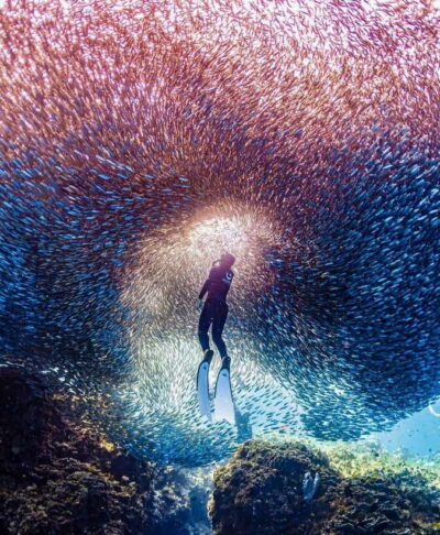 Guided Sardine Reef Snorkeling Experience