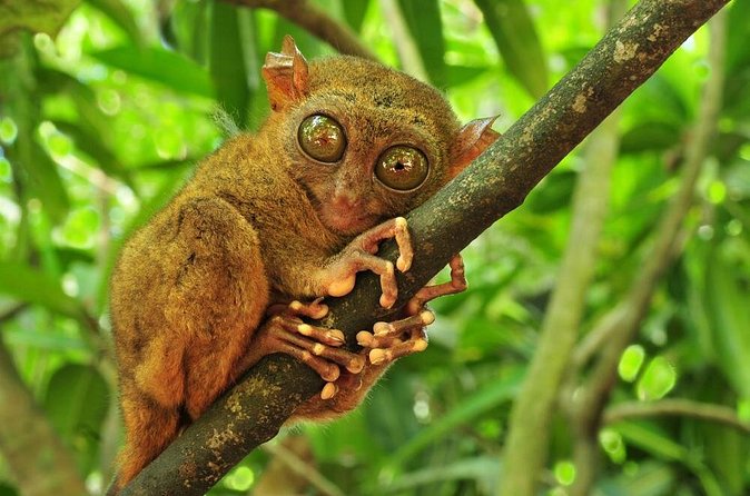 Bohol Highlights Tour: Chocolate Hills, Tarsier Spotting and Loboc River Cruise - The Chocolate Hills near Carmen