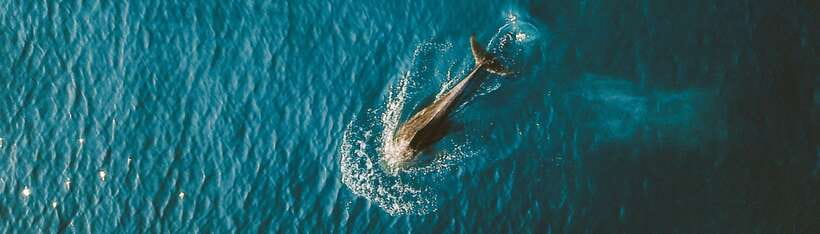 Bohol: Pamilacan Island Dolphin/Turtle Watching Tour & Lunch - The 6:30 start and the ride to the port