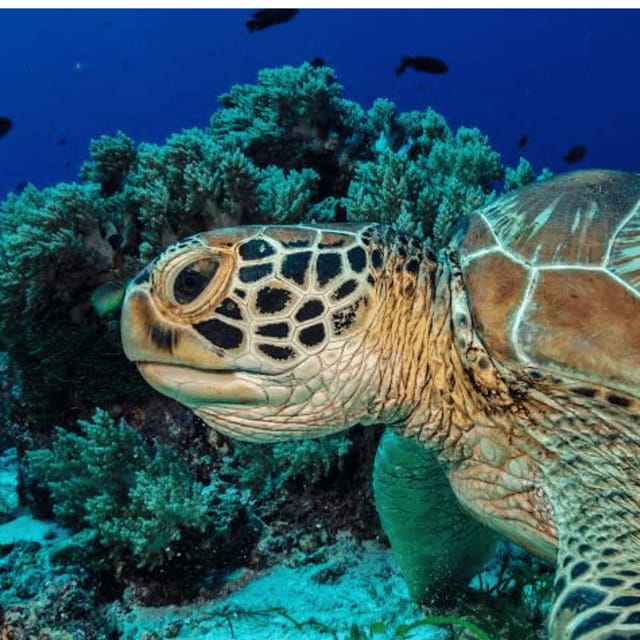 Bohol: Panglao Island Hopping Tour with Snorkeling (Private) - Who will like this Panglao outing