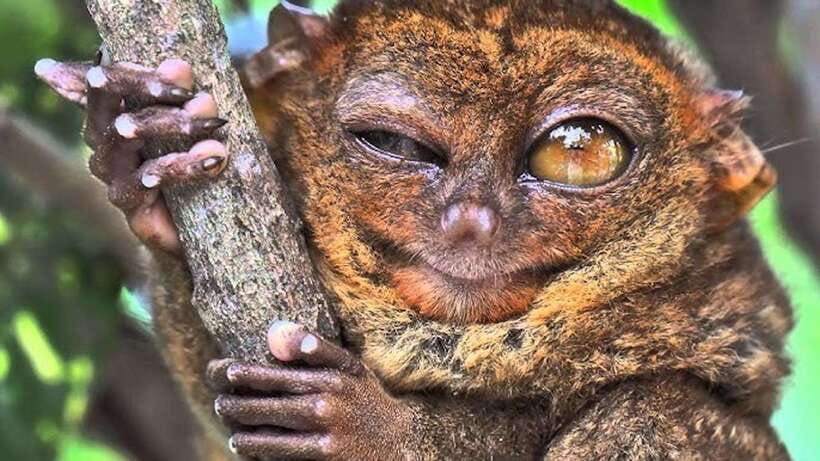 Bohol: Premium Chocolate Hills, Tarsiers & River Experience - Meeting Bohol’s tiny tarsiers
