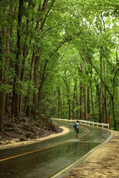 Premium Chocolate Hills, Tarsiers & River Experience