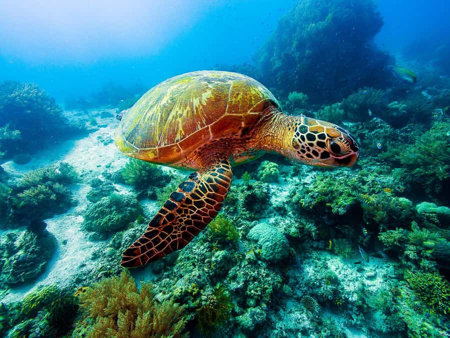 Bohol: Private Balicasag Tour with extra snorkeling time - Virgin Island is not currently available