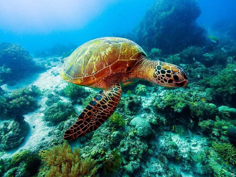 Bohol: Private Balicasag Tour with extra snorkeling time - Sea turtles and coral gardens