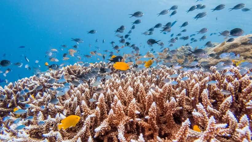 Bohol: Private Balicasag Tour with extra snorkeling time - Conditions, crowds, and honest expectations