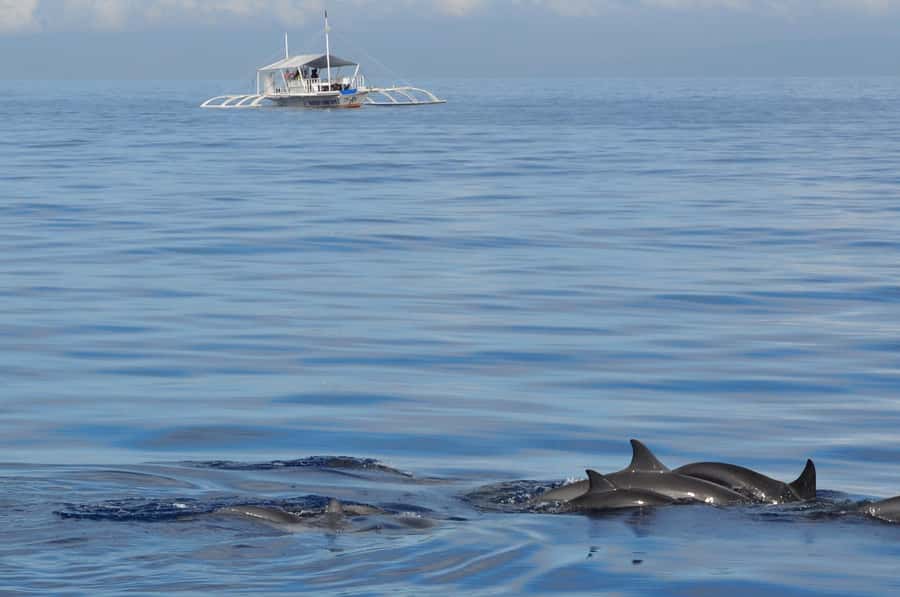 Bohol: Private Balicasag Tour with extra snorkeling time - Dawn dolphins in open water