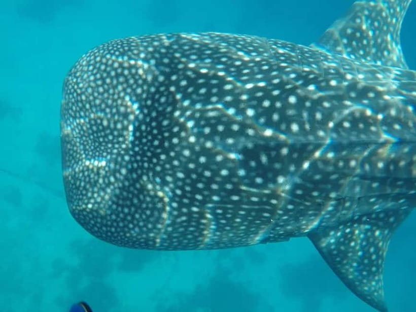 Cebu: 2-Day Private Tour Moalboal and Oslob - Why this two-day Cebu route works