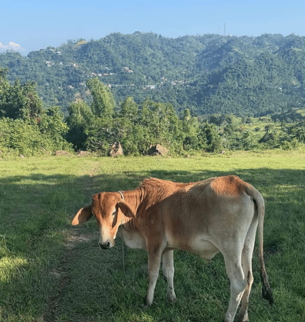 Cebu: Adventure Hiking Trip in the City - The Return Uses Busay and a Second Scooter Ride