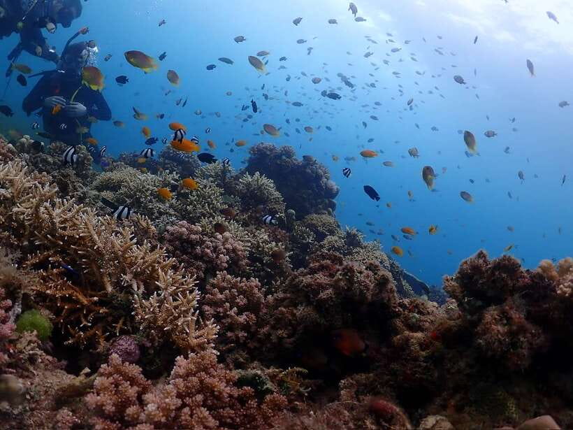 Cebu: Beach Scuba Diving Experience - Who will get the most from this experience?