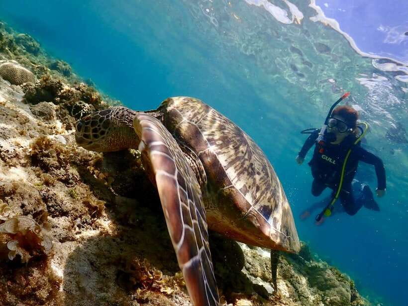 Cebu: Beach Scuba Diving Experience - The first lesson is the most important part