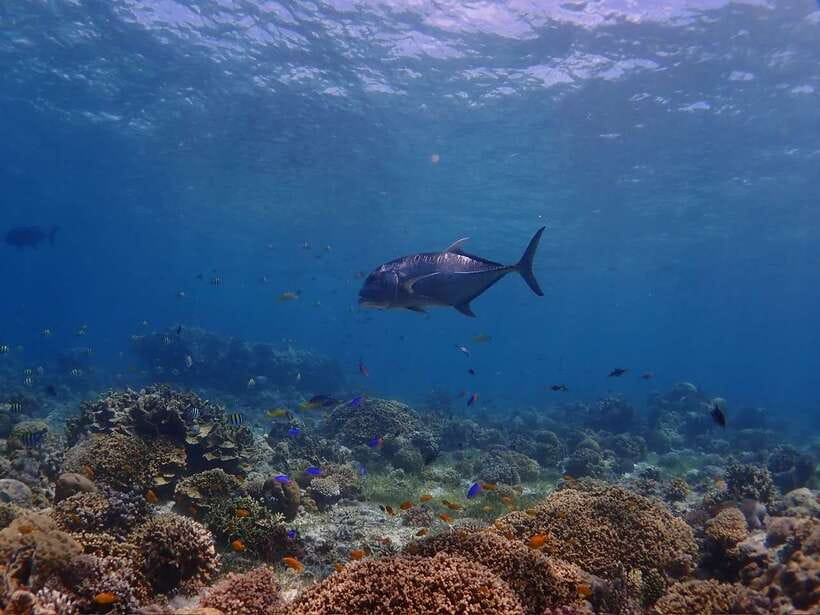 Cebu: Boat Diving Two Dive Tour in Olango Island - Why the small group matters