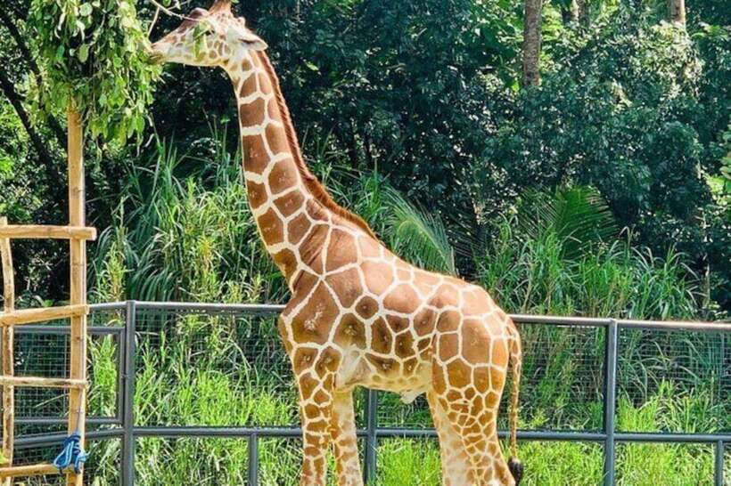 Cebu:Cebu Safari Adventure Park Day Trip - Reaching the park from Cebu City and Mactan