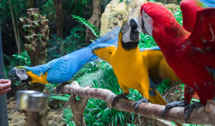 Cebu:Cebu Safari Adventure Park Day Trip - Six hours inside Cebu Safari Adventure Park