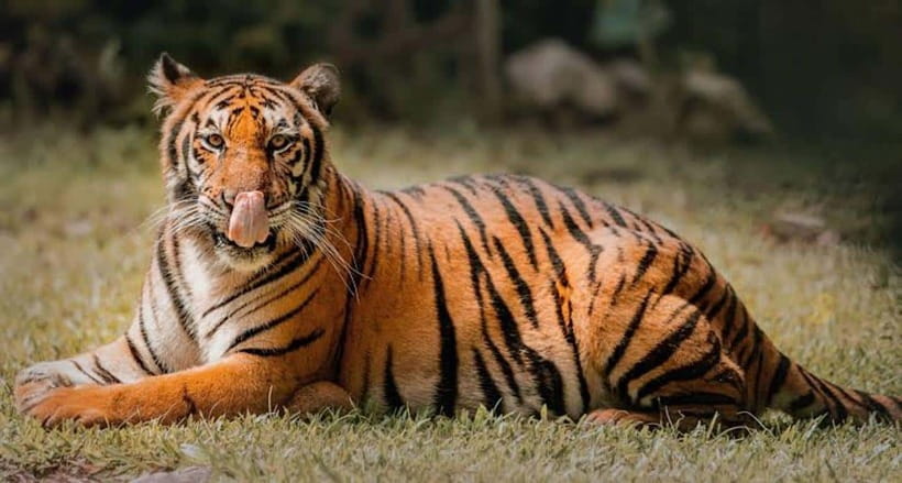 Cebu:Cebu Safari Adventure Park Day Trip - Tiger viewing needs careful timing