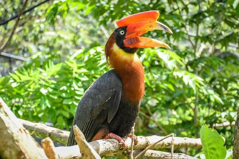 Cebu:Cebu Safari Adventure Park Day Trip - Bird shows and animal encounters
