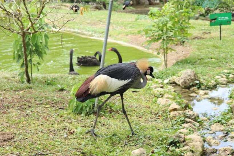 Cebu:Cebu Safari Adventure Park Day Trip - What the $97 price really covers
