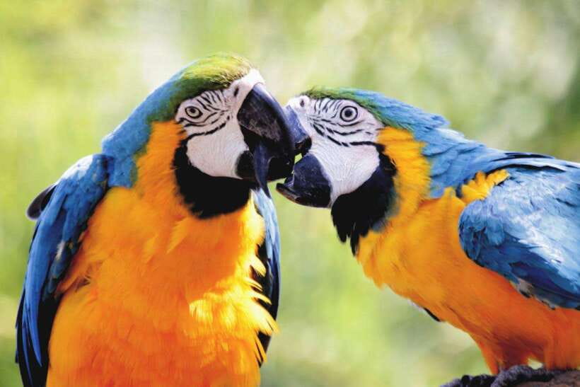 Cebu:Cebu Safari Adventure Park Day Trip - Food, weather, and what to pack