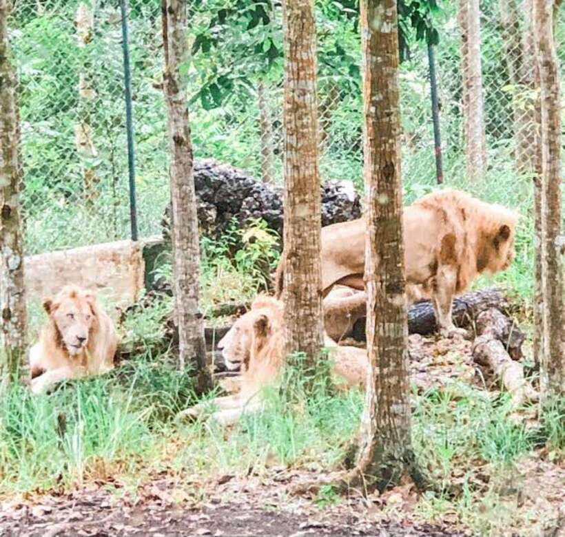 Cebu:Cebu Safari Adventure Park Day Trip - Who will enjoy this day most?