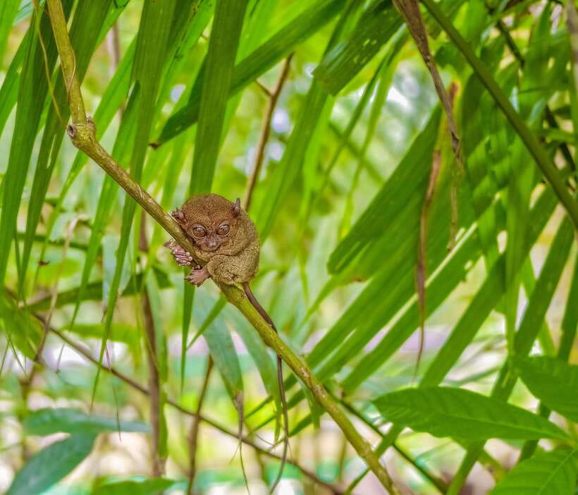 Cebu City: Bohol Countryside Tour with Loboc Cruise Lunch - Quick facts worth knowing