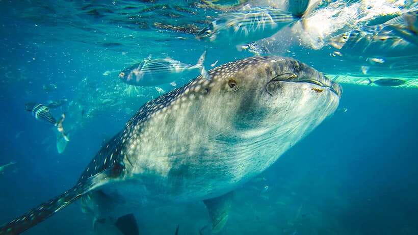 Cebu City: Whale Shark Swimming & Kawasan Falls Canyoneering - Key points to know before booking