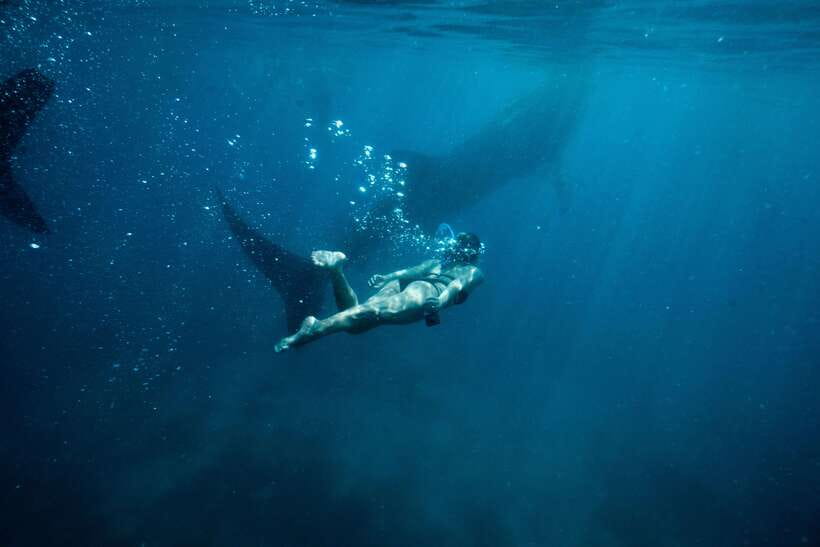Cebu City: Whale Shark Swimming & Kawasan Falls Canyoneering - Two major Cebu experiences in one very long day