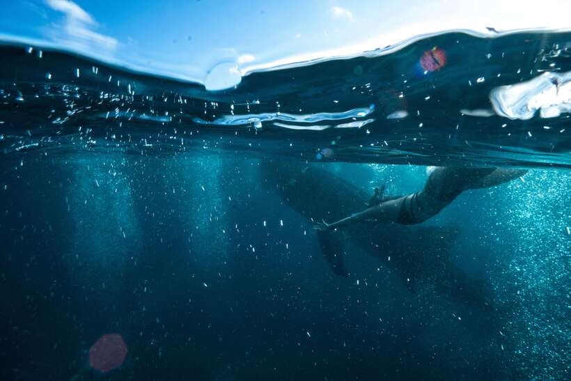 Cebu City: Whale Shark Swimming & Kawasan Falls Canyoneering - Oslob whale sharks: impressive, crowded, and carefully controlled