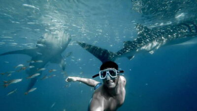 Whale Shark Swimming & Kawasan Falls Canyoneering
