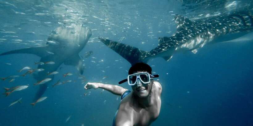 Cebu City: Whale Shark Swimming & Kawasan Falls Canyoneering - Shared or private tour?
