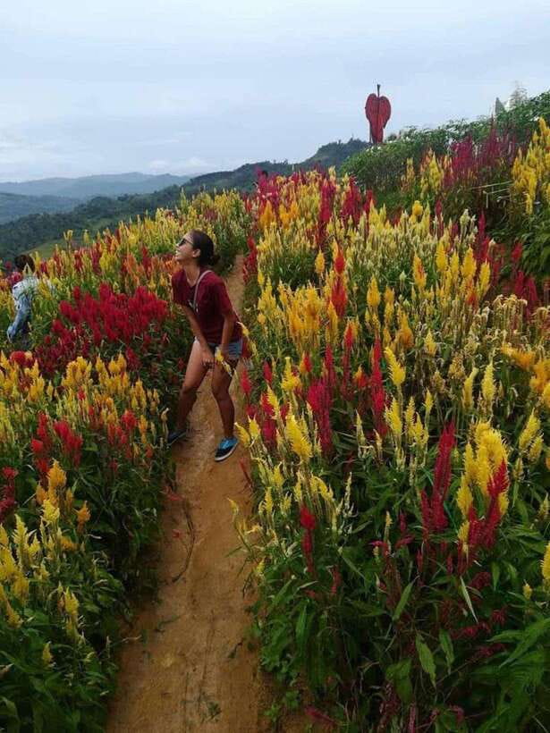 Cebu Highlands: Half-Day Escape with Optional Lunch - Private transport is the real convenience