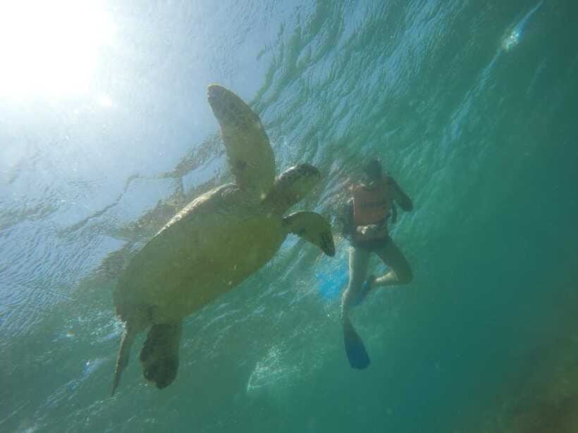 Cebu: Kawasan Canyoneering & Sardines Run and Turtle Chase - Who Will Enjoy This Cebu Day Trip?