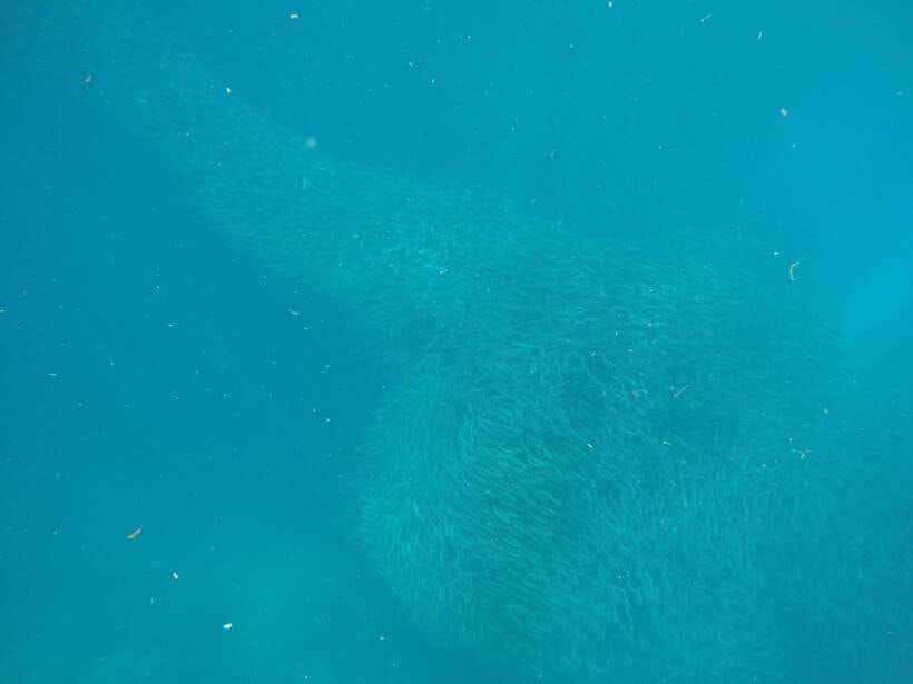 Cebu: Kawasan Canyoneering & Sardines Run and Turtle Chase - Kawasan Canyoneering Is the Main Event