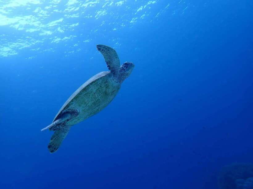 Cebu: Kawasan Canyoning, Moalboal Snorkeling, & Turtles Tour - Leaving Cebu before sunrise
