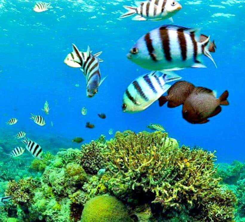 Cebu: Mactan Island Hopping Boat Tour with Lunch - Three islands, one long day from Mactan