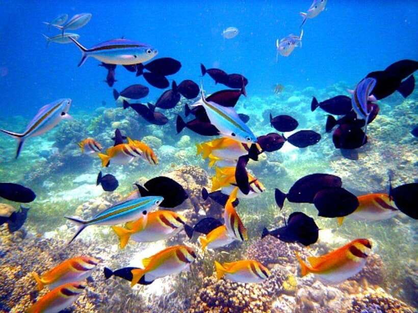 Cebu: Mactan Island Hopping Boat Tour with Lunch - Who will enjoy this tour most