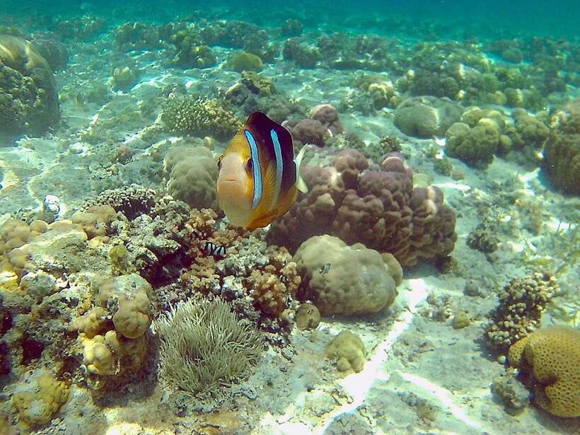 Cebu: Mactan Island Hopping Boat Tour with Lunch - Caohagan Island starts the swimming day
