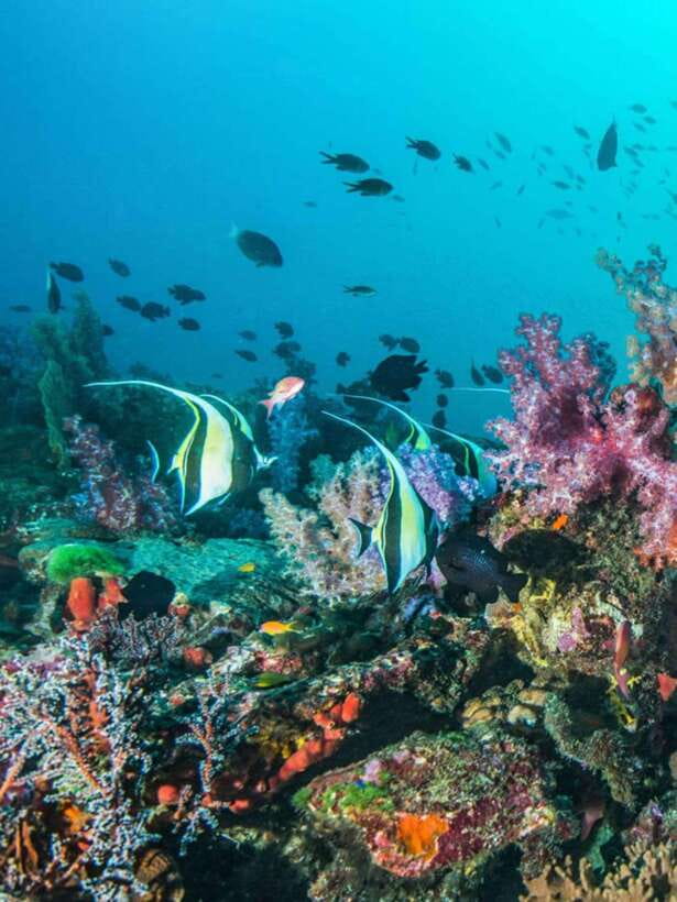 Cebu: Moalboal Island Hopping and Mantayupan Falls Day Trip - Who will enjoy this Cebu combination