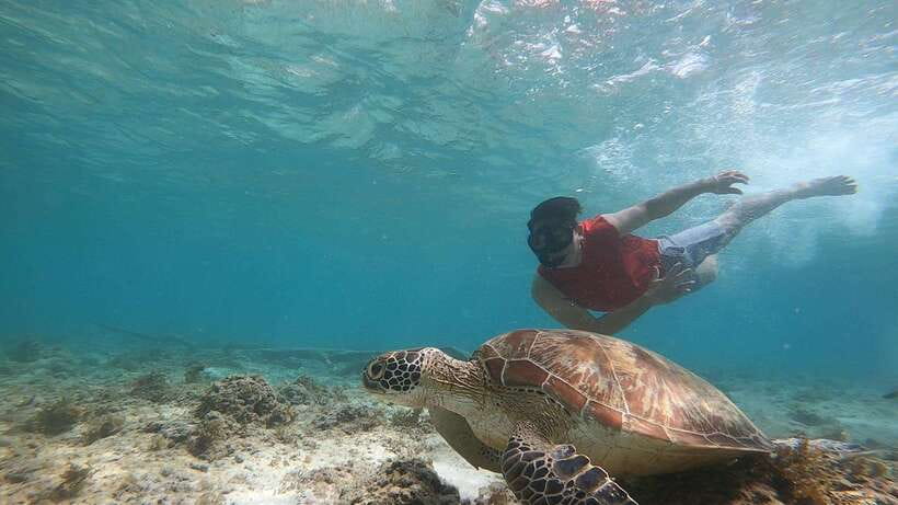 Cebu: Moalboal Island Hopping & Kawasan Falls Adventure - Key points to know before booking