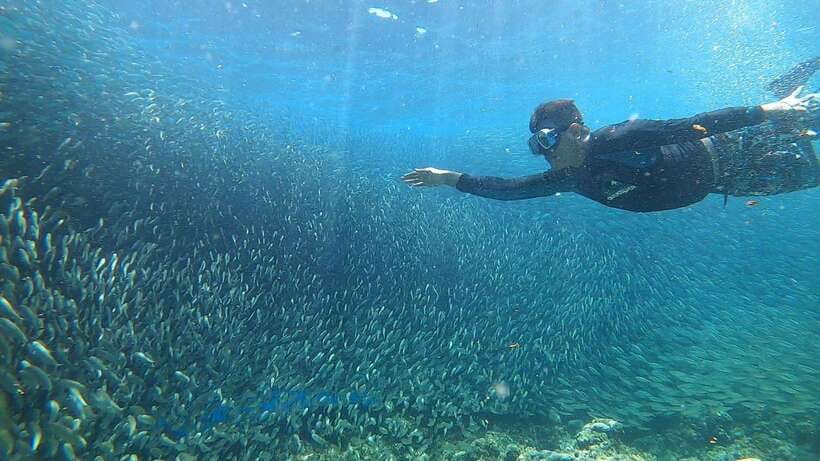 Cebu: Moalboal Island Hopping & Kawasan Falls Adventure - Swimming through Moalboal’s sardine run