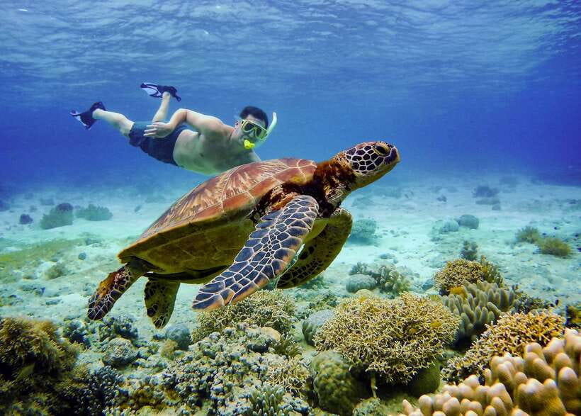 Cebu: Moalboal Sardines and Turtles Snorkeling Tour - Why Moalboal’s sardine run is worth the long ride
