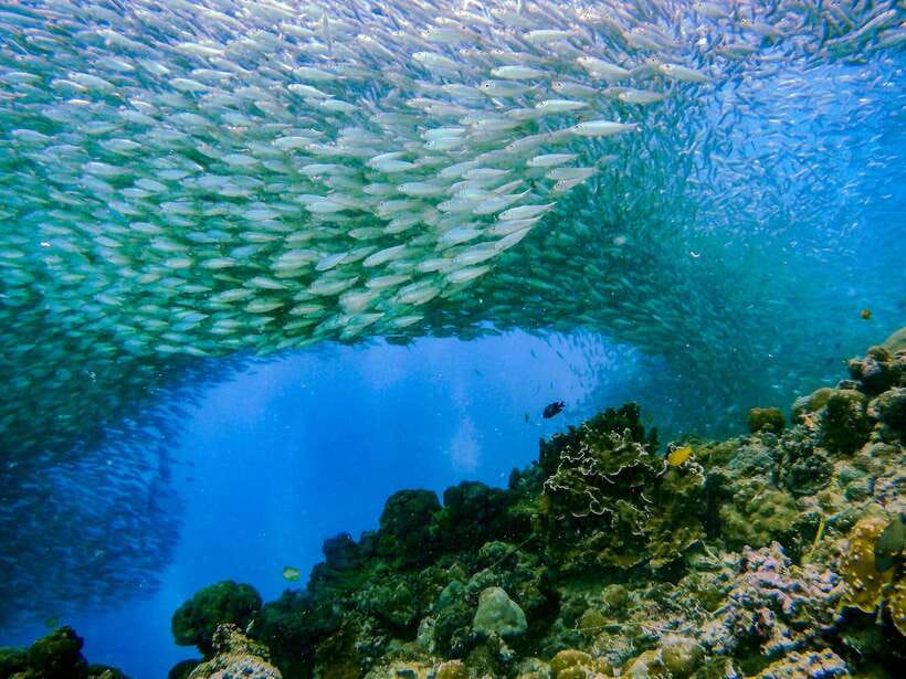 Cebu: Moalboal Sardines and Turtles Snorkeling Tour - Pescador Island and the first snorkel session