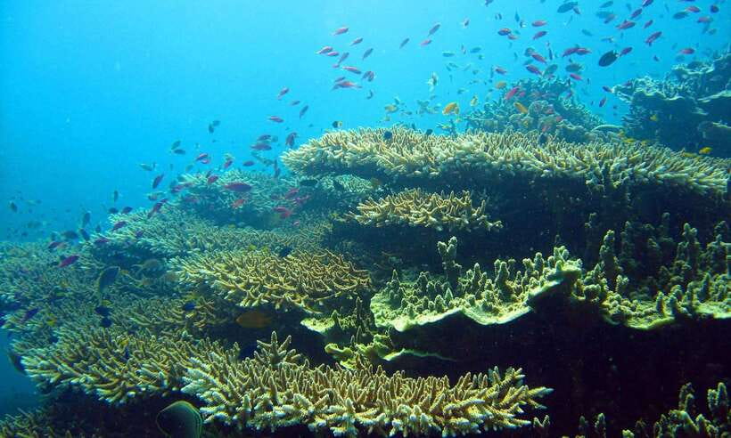 Cebu: Moalboal Sardines and Turtles Snorkeling Tour - What the guide and boat crew add