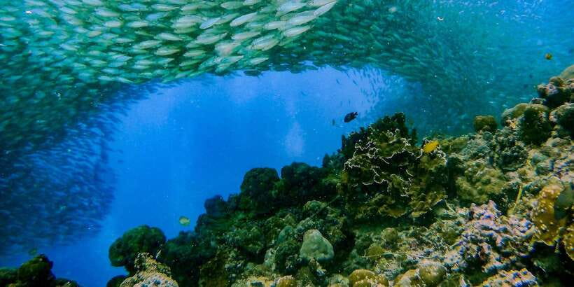 Cebu: Moalboal Sardines and Turtles Snorkeling Tour - What the $87 price really covers