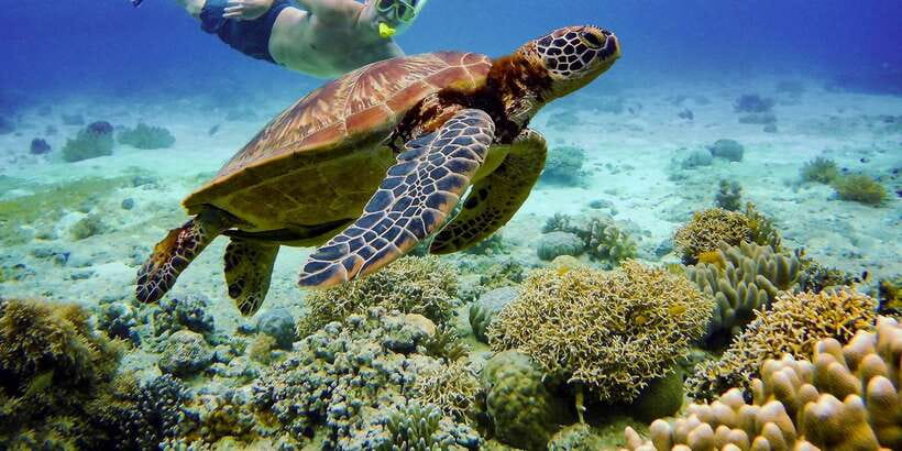 Cebu: Moalboal Sardines and Turtles Snorkeling Tour - Who will enjoy this day most