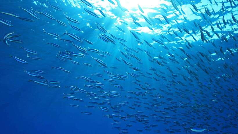 Cebu: Moalboal Sardines and Turtles Snorkeling Tour - The early hotel pickup and road to Moalboal
