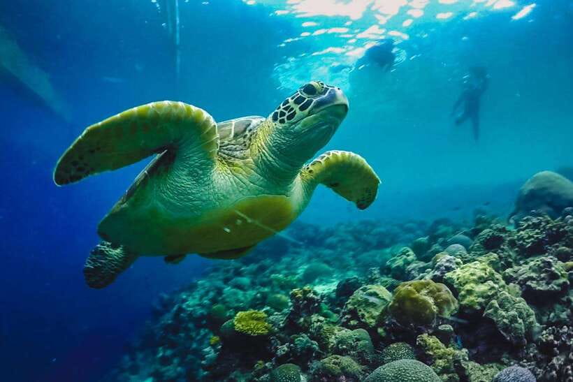 Cebu: Moalboal Sardines Run Snorkel & Kawasan Canyoneering - What the physical effort feels like