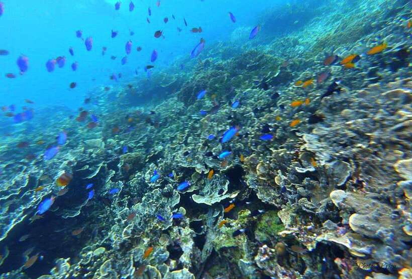 Cebu: Moalboal Sardines Run Snorkel & Kawasan Canyoneering - How the guides affect the day