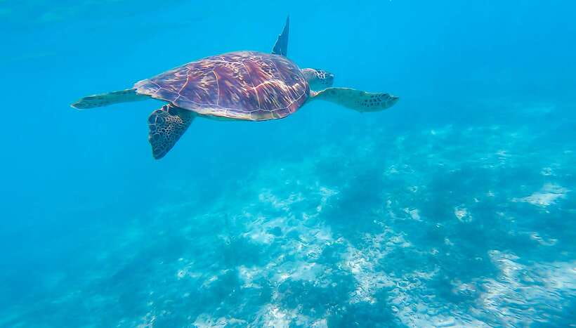Cebu: Moalboal Sardines & Turtle Snorkeling and Canyoneering - Lunch before the Kawasan Falls challenge